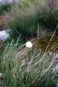 Eriophorum scheuchzeri