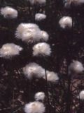 Eriophorum scheuchzeri