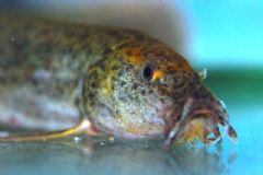 Cobitidae