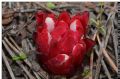 Cytinus ruber