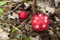 Cytinus ruber
