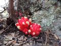 Cytinus ruber