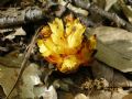 Cytinus hypocistis