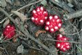 Cytinus ruber