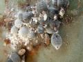Dactylopius coccus