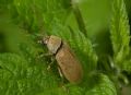 Dascillus cervinus