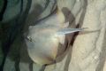 Dasyatis pastinaca
