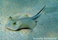 Dasyatis pastinaca