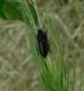 Enicopus ater