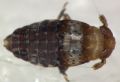 Conomelus sp.