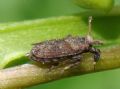 Asiraca clavicornis
