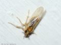 Laodelphax striatella