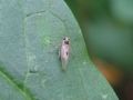 Laodelphax striatella