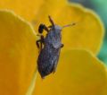 Asiraca clavicornis