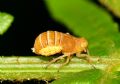 Ditropis pteridis