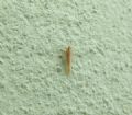 Stenocranus sp.