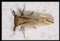 Delphax sp.