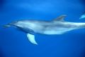 Tursiops truncatus