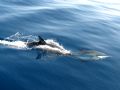Delphinus delphis