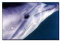 Tursiops truncatus