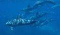 Tursiops sp.