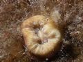 Balanophyllia europea