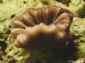 Balanophyllia europea