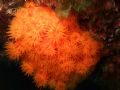 Astroides calycularis
