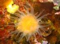 Balanophyllia regia