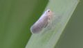 Cedusa sicula