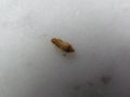 Anthrenus sp.