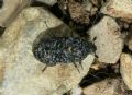 Dermestes murinus