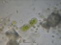 Cosmarium sp.