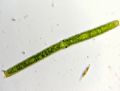 Pleurotaenium sp.