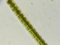 Desmidium sp.