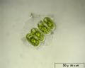 Cosmarium bioculatum