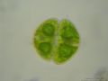 Cosmarium botrytis