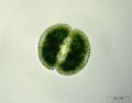 Cosmarium margaritatum