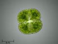 Cosmarium reniforme