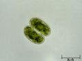 Cosmarium bioculatum