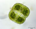 Cosmarium quadrum