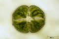 Cosmarium sp.