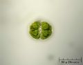 Cosmarium formosulum