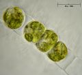Hyalotheca dissiliensis