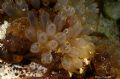 Diazona sp.