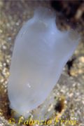 Rhopalaea neapolitana