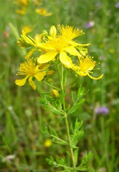 Malpighiales