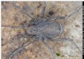 Dicranolasma soerenseni