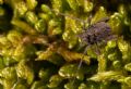 Dicranolasma sp.