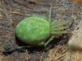 Nigma walckenaeri